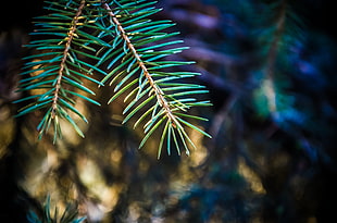 green leaf, plants, macro, pine trees