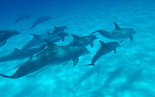 underwater photography of dolphins HD wallpaper
