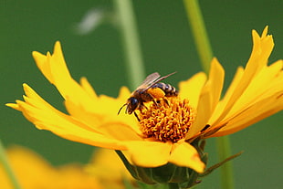 Bumblebee on sunflower HD wallpaper