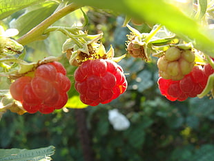 shallow depth of fields photography of round red fruits