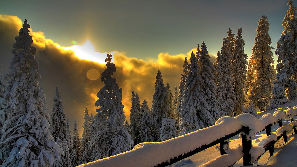pine trees, landscape, winter, snow, sunset HD wallpaper