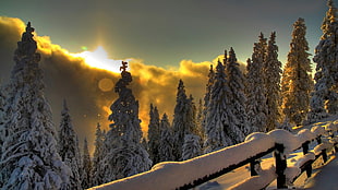 pine trees, landscape, winter, snow, sunset