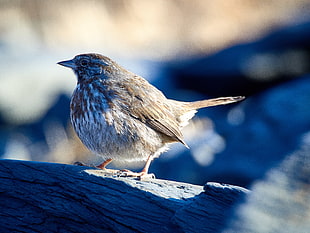 close-up photography of brown and white bird, song sparrow
