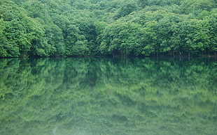 green trees beside the lake under the clear skies