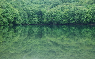 green trees beside the lake under the clear skies