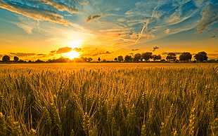 landscape sunset photo of a green field