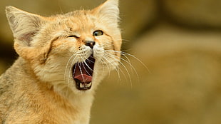gray fox, animals, open mouth, sand cat, cat HD wallpaper