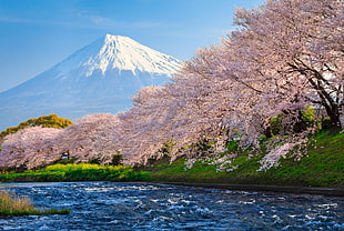 cherry blossoms in front of Mount Fuji