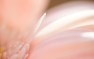 pink nectar macro photography