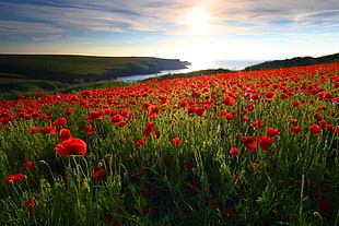 landscape photo of red flowers during daytime, porth