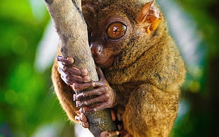 shallow focus photograph of tarsier on tree branch