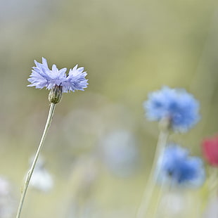 Standing, untitled, cornflower, color