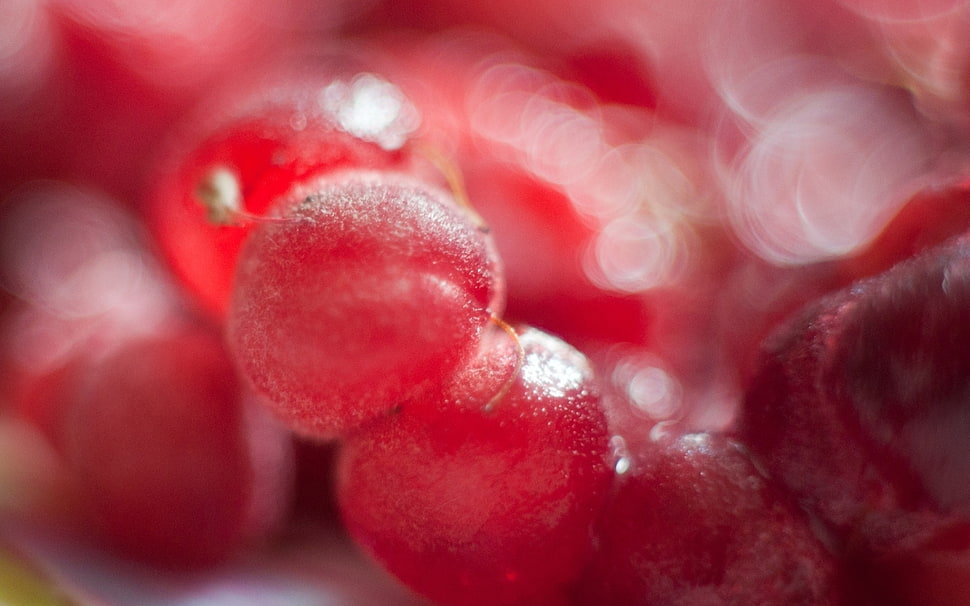 round red fruits close-up photography HD wallpaper
