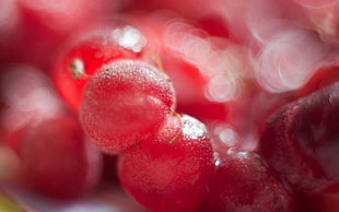 round red fruits close-up photography HD wallpaper