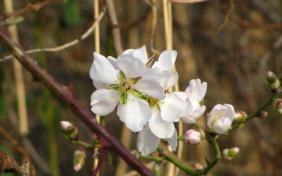 selective focus photography of white Cherry Blossoms HD wallpaper