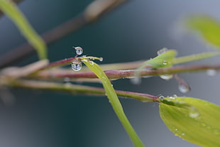 selective focus photography of green leaf with dewdrops, roses
