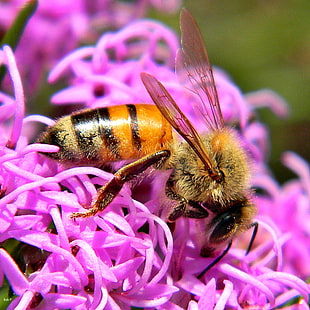 yellow and black bee on pink petaled flower, liatris