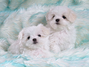 two white Shih Tzu puppies on white and blue textile