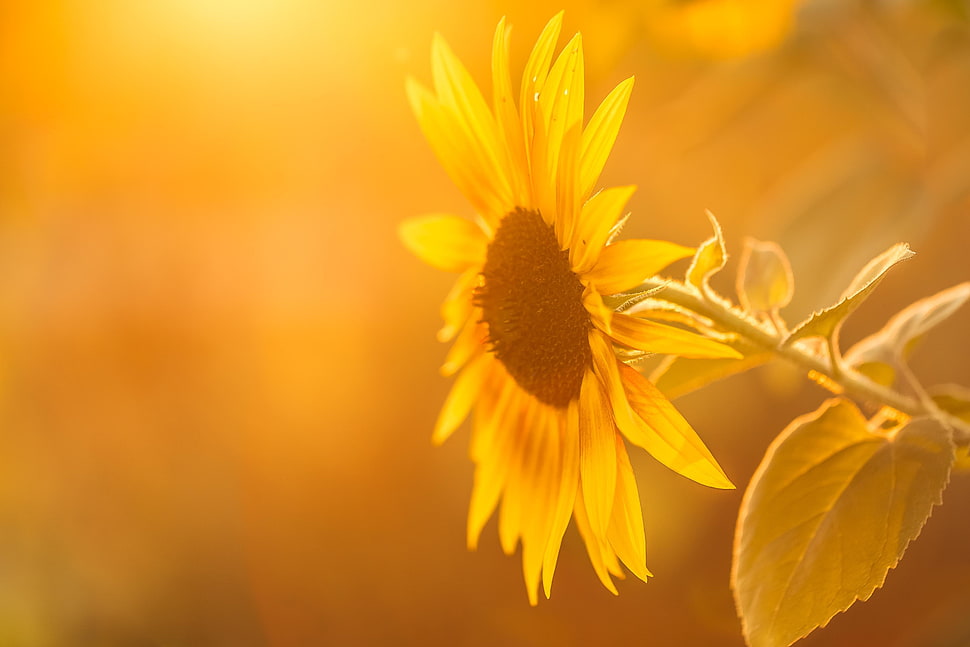 sunflower micro photography HD wallpaper