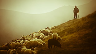 man standing near herd of lambs