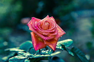 micro photography of red Rose with water dew