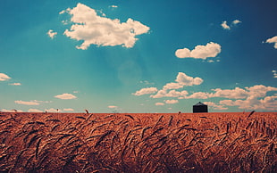 wheat field, nature, wheat, landscape, field HD wallpaper