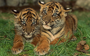 two tiger cubs HD wallpaper
