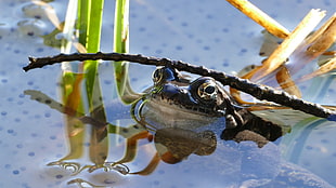 black and white frog