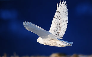 selective focus photography of white barn owl