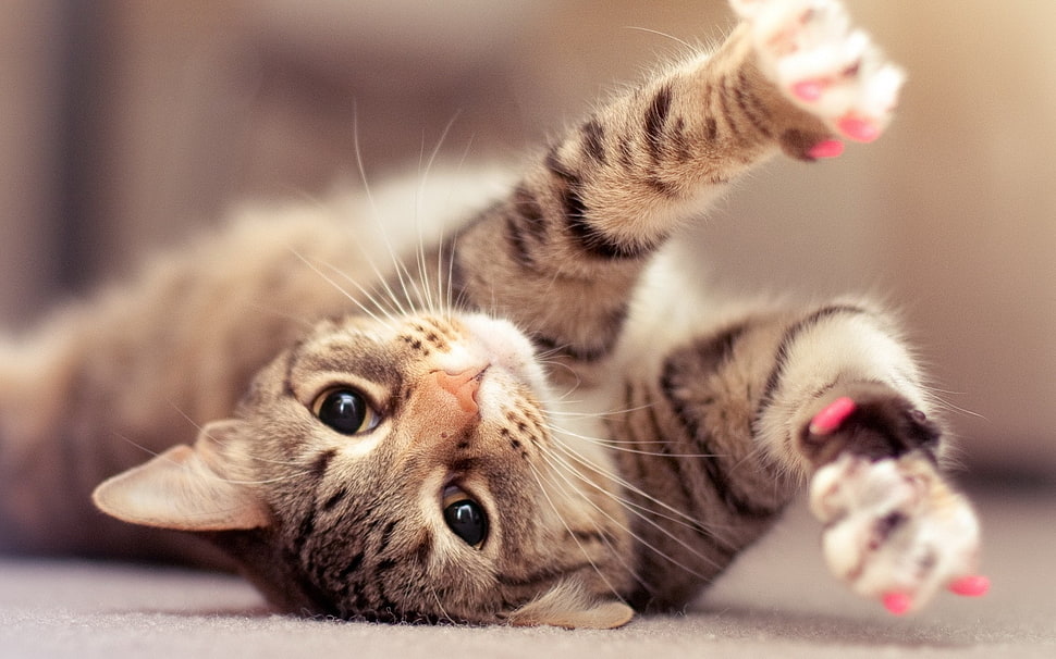 gray tabby cat lying on the rug HD wallpaper