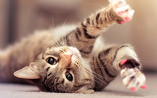 gray tabby cat lying on the rug