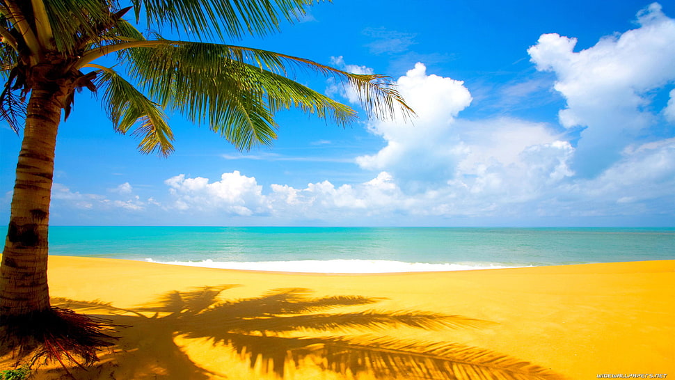 seashore under white cloud-covered sky HD wallpaper