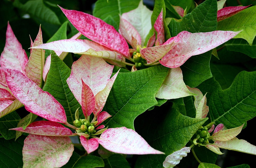 pink-and-green leaves flowers HD wallpaper