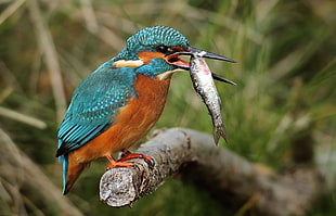 selective focus photo of a blue and brown kingfisher bird