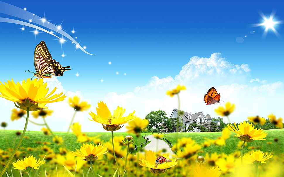two butterflies in yellow petaled flowers HD wallpaper