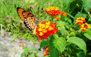 close-up photo of orange and black butterfly perching on orange and yellow flower