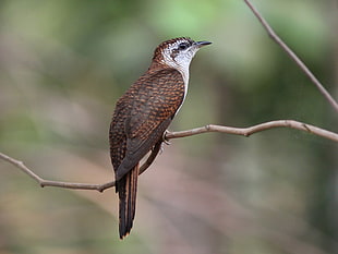 brown bird on tree branch, cuckoo