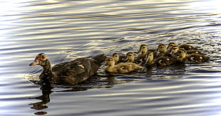 flock of ducks on body of water HD wallpaper
