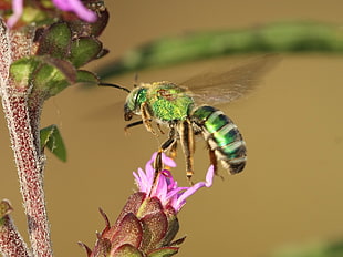 green bee perched on pink petaled flower closeup photography, sweat bee