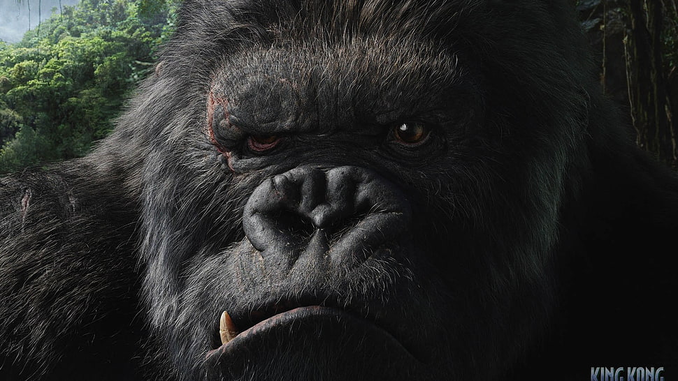 King Kong movie scene HD wallpaper