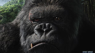 King Kong movie scene HD wallpaper