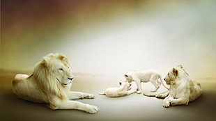 white lion and lioness, animals, lion