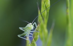 shallow photo of grasshopper on leaf