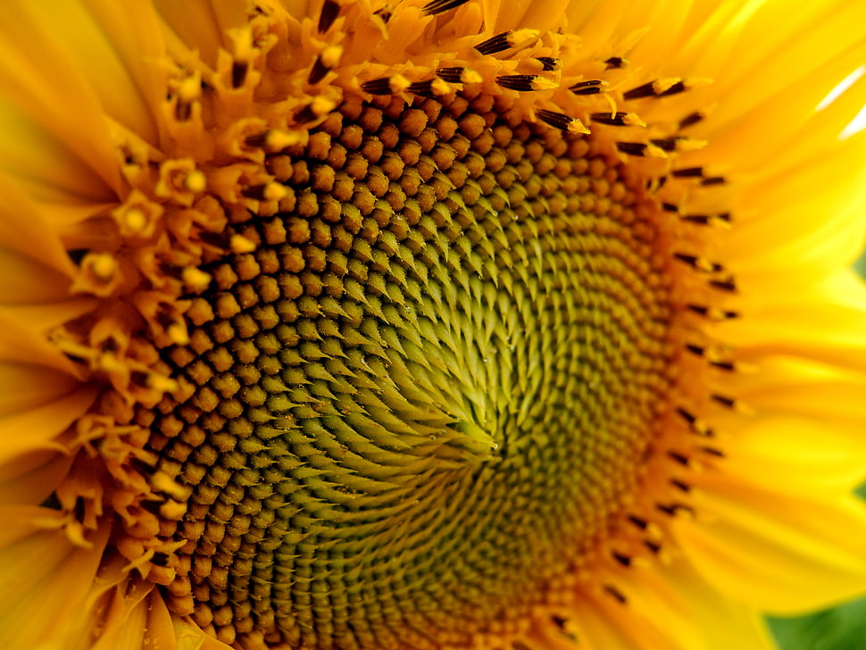 closeup photography of Sunflower HD wallpaper