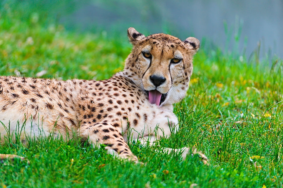 leopard laying on green grass HD wallpaper