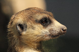 closeup photo of brown Meerkat