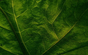photograph of green leaf HD wallpaper
