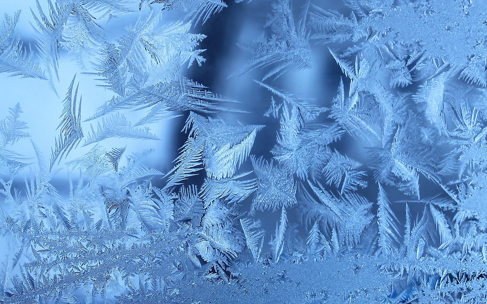 white leaves HD wallpaper