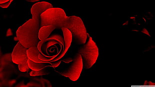 red rose flower wallpaper, rose, red flowers, flowers