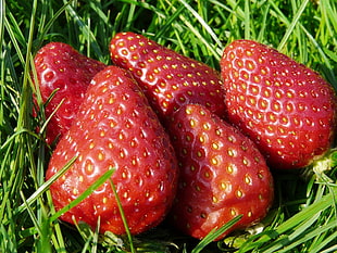 five strawberries HD wallpaper